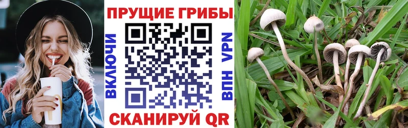 Псилоцибиновые грибы Psilocybe  даркнет сайт  OMG ССЫЛКА  Арсеньев 